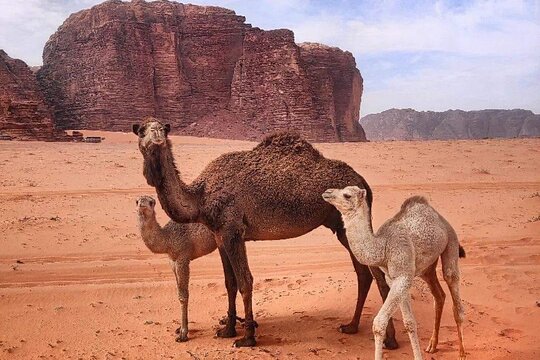 صورة الجولة 4