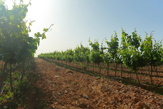 صورة الجولة 4